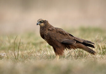 Western Marsh harrier (Circus aeruginosus) - female