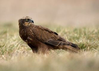 Western Marsh harrier (Circus aeruginosus) - female