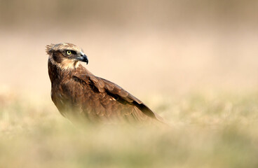Western Marsh harrier (Circus aeruginosus) - female
