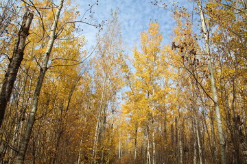 Autumn Gold On The Trail, Elk Island National Park, Alberta