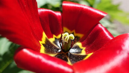 red and yellow tulip