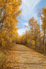 Autumn In The Woods, Elk Island National Park, Alberta