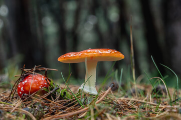 Muchomor czerwony w lesie po deszczu. © Tomajasi