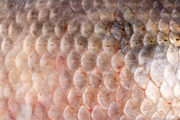 Scales of freshwater fish crucian close up. Background and texture.