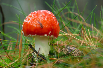 Mały, mokry muchomor czerwony. © Tomajasi