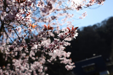 cherry blossom in spring