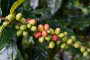 Arabicas Coffee Tree on Coffee tree 