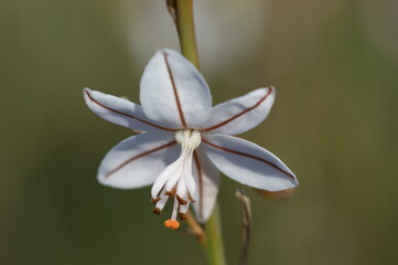 Onion-Leafed Asphodel (Asphodelus fistulosus)