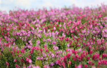 Flower Festival on the Filed after Harvest at Khaokho Mountain, Thailand
