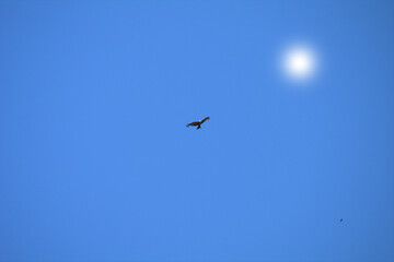 bird in flight,hawk,freedom,nature,air,animal,wild,wings,sun