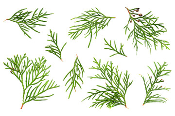 Set of thuja branches isolated on white background, top view. Cedar branch isolated on white background, flat lay. Isolated branches of cedar with leaves. Evergreen thuja, branch collection.