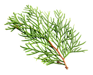 Thuja branch isolated on white background. Cypress plant on white. Cedar branch isolated on white background, top view. Isolated cedar branch with leaves. Evergreen thuja isolated on white background.
