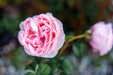 Beautiful pink peony rose