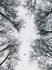 Abstract view of trees from below and flying bird. - 396132316