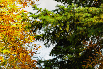 Branches of a green Christmas tree with small green needles in the light of a yellow sunset. Natural and natural background, elements and details of coniferous wood close-up