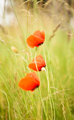 Three poppy flowers in the field. - 396132373