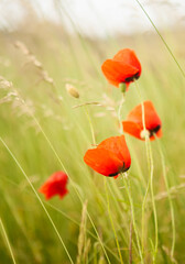 Three poppy flowers in the field. - 396132397
