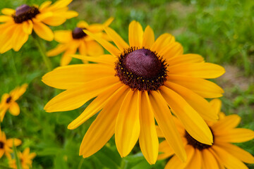 A Black-eyed Susan Rudbeckia hirta flower in the midst of a flower bed.