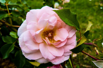 Fototapeta premium Blooming Pink roses and buds on a bush in the garden.