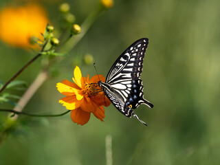 Fototapeta na wymiar Chinese Yellow Swallowtail feeding from flowers 1