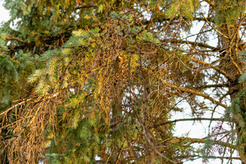 Branches of a green Christmas tree with small green needles in the light of a yellow sunset....