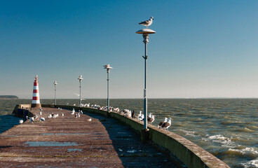 Obraz premium seagulls on the dock by the sea