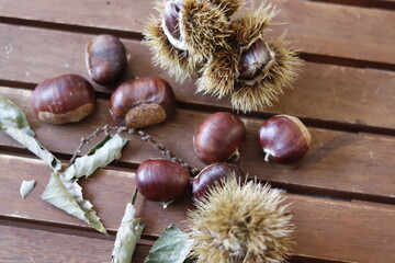 detail of chestnut leaves, with its chestnut fruits on wooden table.
dry leaves, spikes and branches.