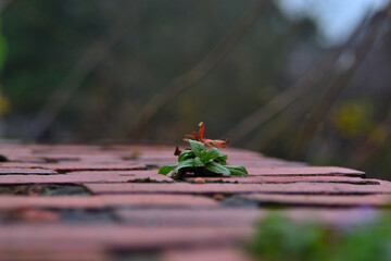 leaves on the wall