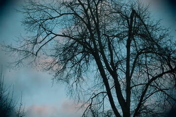 silhouette of a tree against the sky