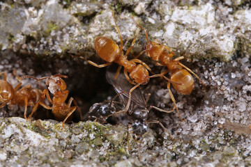 gelbe wiesenameisen close up: arbeiterinnen und männchen, lasius flavus