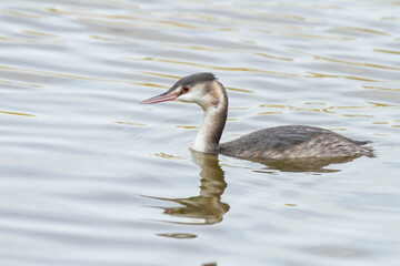 Podiceps cristatus, fine-beaked water bird with winter plumage.