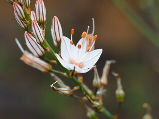 Asphodel (Asphodelus serotinus)