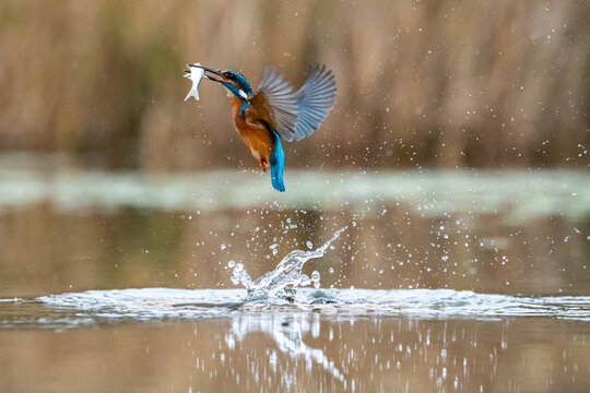 Kingfisher (Alcedo atthis) flying with newly caught fish