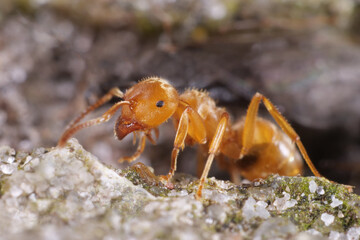 gelbe wiesenameisen close up, lasius flavus