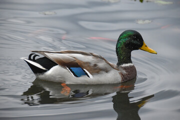 Obraz premium duck on the lake