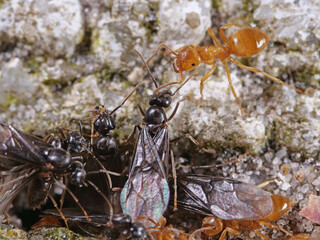 gelbe wiesenameise close up: arbeiterinnen und männchen, lasius flavus