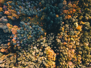 close up of a forest