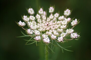 Blütenpracht Korfus