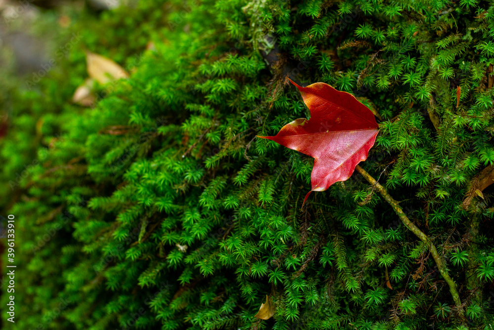 Wall mural green moss in the forest, moss closeup.