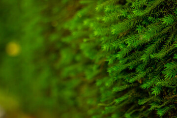 green moss in the forest, moss closeup.