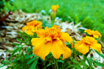 Close-up on orange and yellow French marigold flowers in the garden.