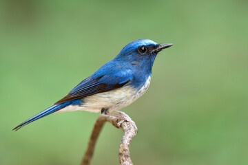 blue bird with white belly and large eyes perching on thin vine over soft green background