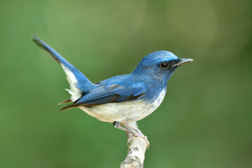 Hainan Blue Flycatcher (Cyornis hainanus) beautiful blue bird with white belly happily wagging its tails