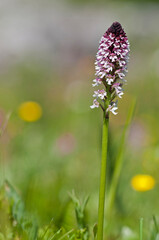 Burnt orchid (Neotinea ustulata) in Cotian Alps, Italy.
