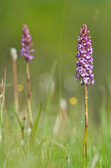 Fragrant orchid (Gymnadenia conopsea) in Cotian Alps, Italy.