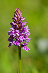 Heath spotted-orchid (Dactylorhiza maculata)