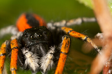 A jumping spider (Philaeus chrysops) male portrait, Italy.