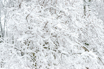 branches under the snow in the park during a snowfall