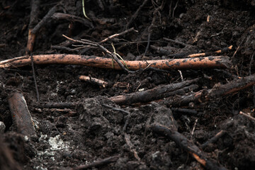 branches in a forest on a soil