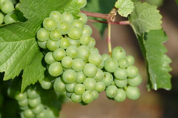 2 kleine Weintrauben am Zweig mit Blättern